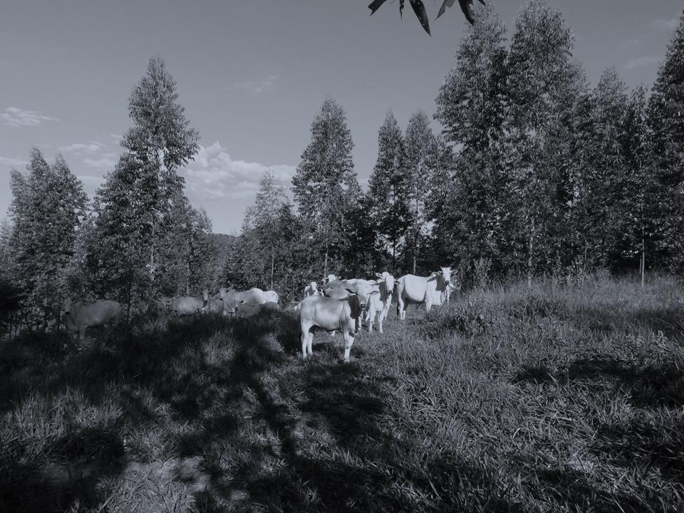 ATIVOS SUSTENTÁVEIS Pecuária Sustentável é o termo designado às atividades de criação de animais baseada s em técnicas que não prejudiquem ou que reduzam os danos causados à natureza.