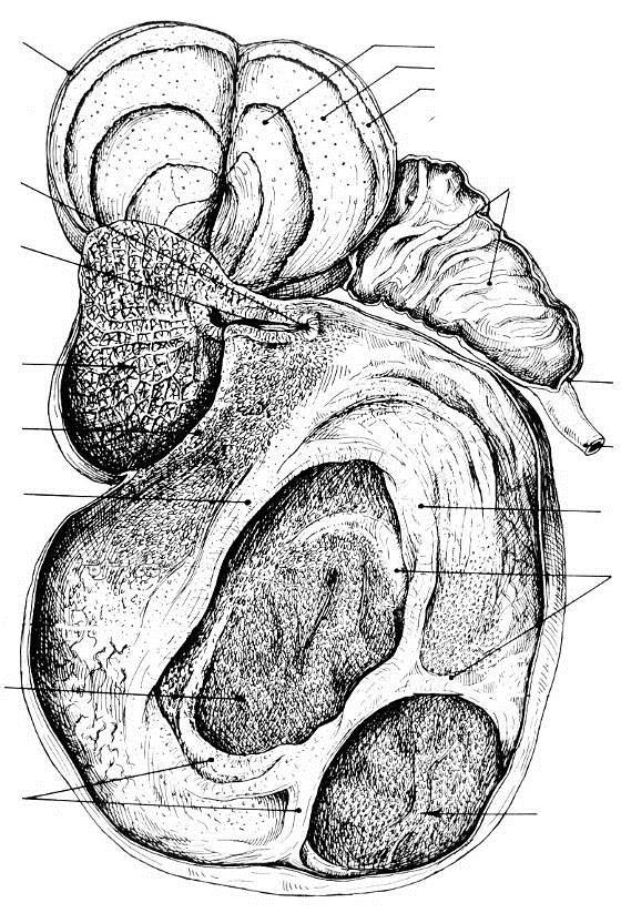 ANATOMIA INTERNA DO