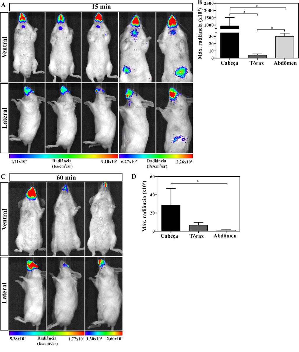 Figura 4.3. Imagem in vivo de bioluminescência dos camundongos infectados com Trypanosoma cruzi pela via oral com 15 e 60 min pós-infecção.