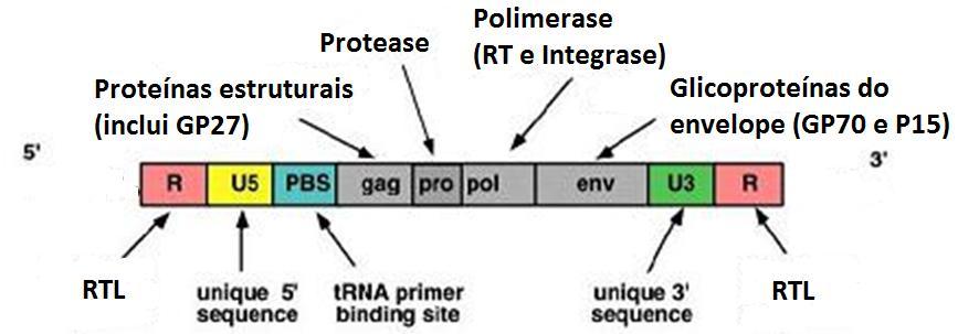 Estrutura Genómica Gag (antigénio grupo-específico) codifica proteínas estruturais pro codifica a enzima protease pol (polimerase)