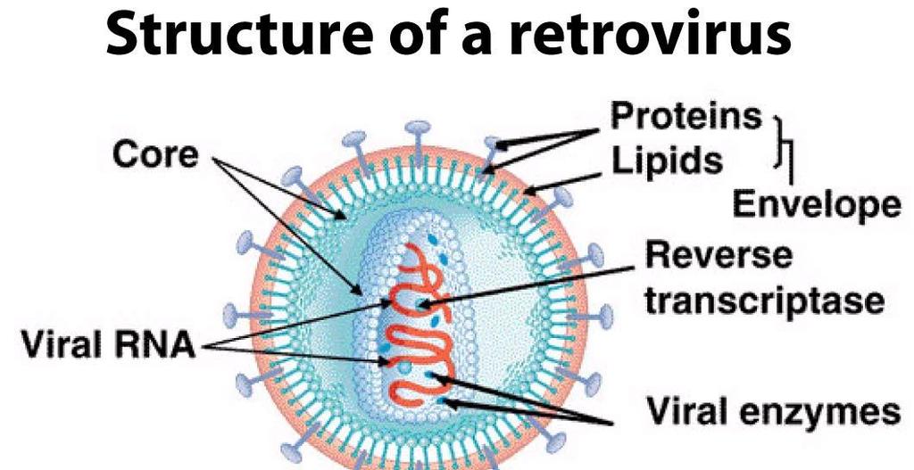Características dos retrovírus Vírus esféricos e envelopados; Cápsula icosaédrica ; Genoma: molécula simples de RNA de sentido positivo; Possuem transcriptase reversa;