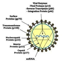 Estrutura Viral Envelope viral GP 70 (Ag) P15e (imunossupressão celular) Cápside