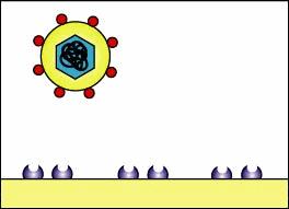 Adsorção de vírus envelopados Obtido em