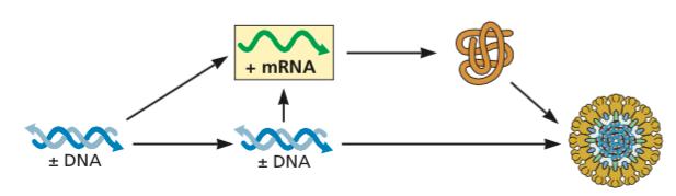 DNA de fita dupla (dsdna) Genomas copiados pela DNA polimerase do hospedeiro Genomas