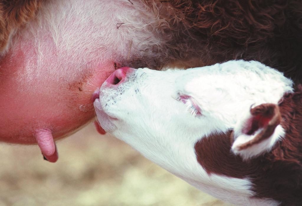 A Reforma da PAC no Sector Animal Carnes de Ovino e Caprino Os prémios no sector das carnes de ovino e caprino encontram-se integrados no RPU, desde o dia 1 de Janeiro de 2005, nas seguintes