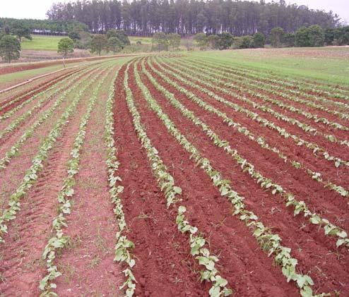 FEIJOEIRO É cultivado em três diferentes épocas de semeadura de acordo com o zoneamento