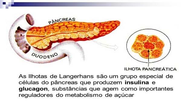 4. ILHOTAS DE LANGERHANS hormônios do pâncreas Produz 2 hormônios: a insulina e o glucagon, têm