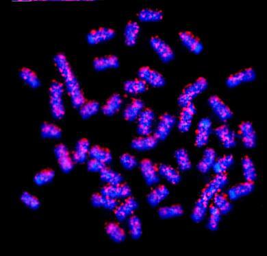 cromossomo acrocêntrico nas populações Barra Seca e Batalha (figuras 4c-d).