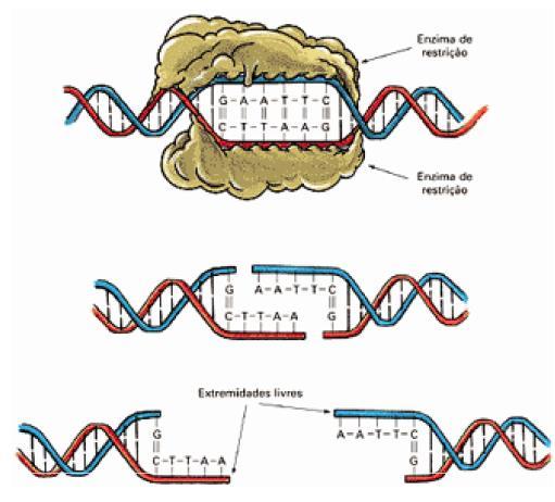 Enzimas de restrição: tesoura biológica Endonuclease de restrição (Endo =