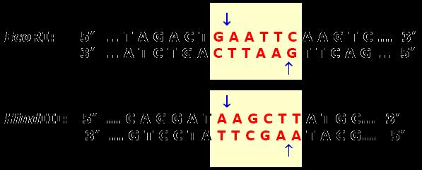 molécula de DNA em sequências específicos (sítios de restrição), geralmente de
