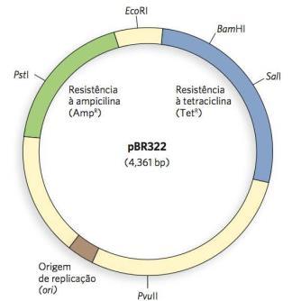 Vetores de clonagem Plasmídeos modificados que permitem a construção de um DNA recombinante 1. devem apresentar origem de replicação; 2.