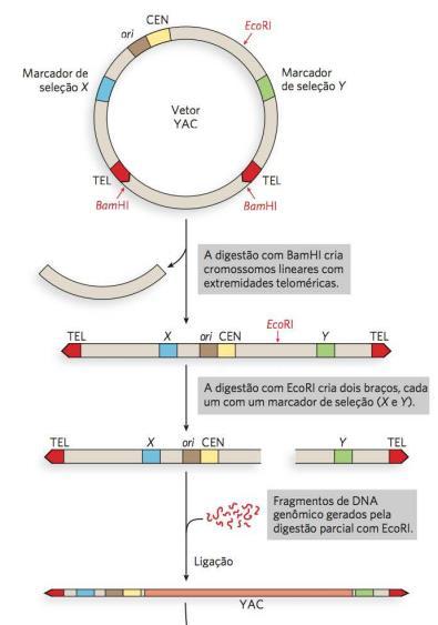 Vetores de clonagem BAC Cromossomo artificial bacteriano DNA muito longos (normalmente 100.