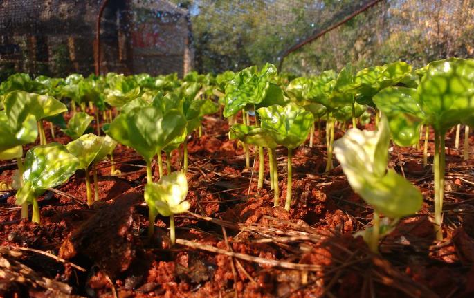 Germinação das plantas do cafeeiro (A) e aparecimento das primeiras folhas (B).