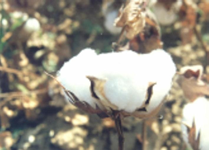 lavouras. O cultivo dos algodoeiros arbóreo ou perene (Gossypium hirsut um L.r. marie galante Hutch.), herbáceo ou anual (Gossypium hirsutum L.r. latifolium Hutch.