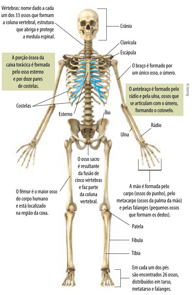 QUIZ 1. Quantos ossos têm o corpo humano? 2. Qual o maior osso do corpo humano? 3. Qual menor osso do corpo humano? 4. Quais ossos compõem o braço? 5. Quais ossos compõem a perna? 6.