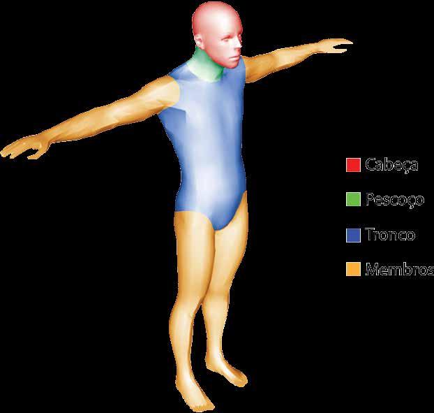 1.5 Divisão do Corpo Humano Observe o seu corpo, perceba que na divisão por segmentos o corpo humano é dividido em cabeça (crânio e face), pescoço, tronco (tórax, abdome e pelve), membros superiores