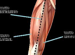Intermédio Significa estar entre o medial e o lateral (verticalmente).