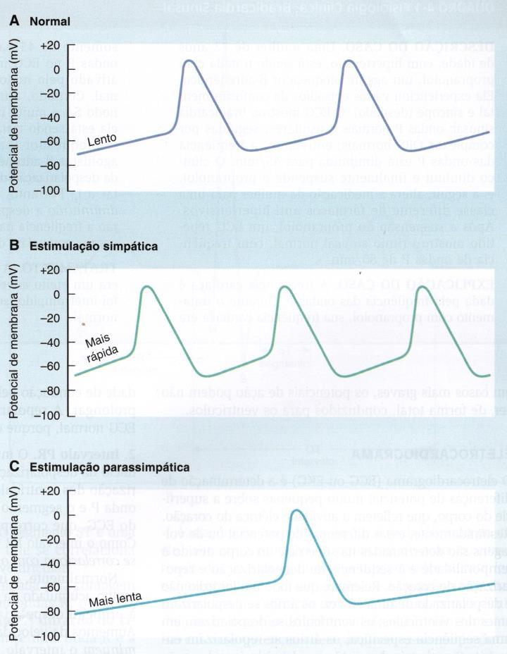 Efeitos moduladores do SNA: Sistema nervoso simpático (efeitos positivos)