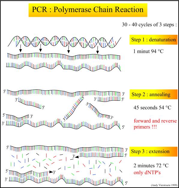 Polymerase Chain Reaction Etapas: Desnaturação Anelamento