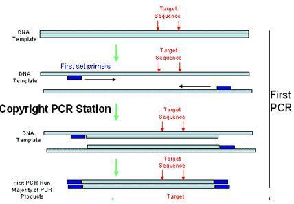 1ª parte: PCR e