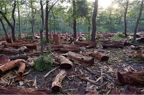 Efeito da mudança no uso da terra nos serviços de ecossistemas: Redução do habitat para a vida selvagem Transformação do ciclo hidrológico Excesso de