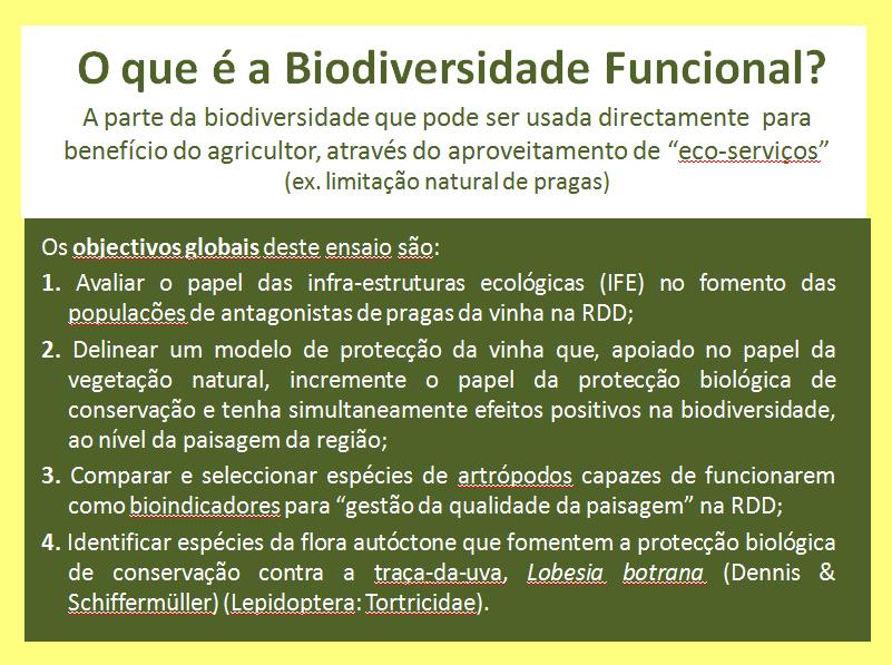 animação turística,