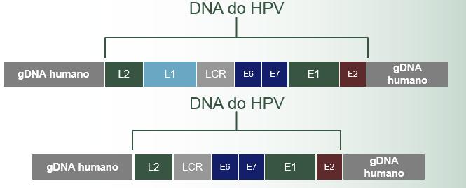 Ao contrário dos outros cancros este não é hereditário. (Hologic, 2017) O genoma viral do HPV é um ADN circular de cadeia dupla.