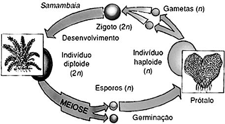 I. As pteridófitas apresentam reprodução sexuada por fragmentação e apresentam um ciclo haplodiplobiôntico. II. Briófitas muitas apresentam reprodução assexuada, à custa de gemas ou propágulos. III.