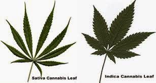 http://maconhadalata.blogspot.com.br/2014/10/5-diferencasentre-cannabis-sativa-e.