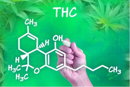 THC Principal componente ativo da maconha O THC (Tetra-hidrocanabinol), composto da família dos fenóis, é o principal componente da planta da