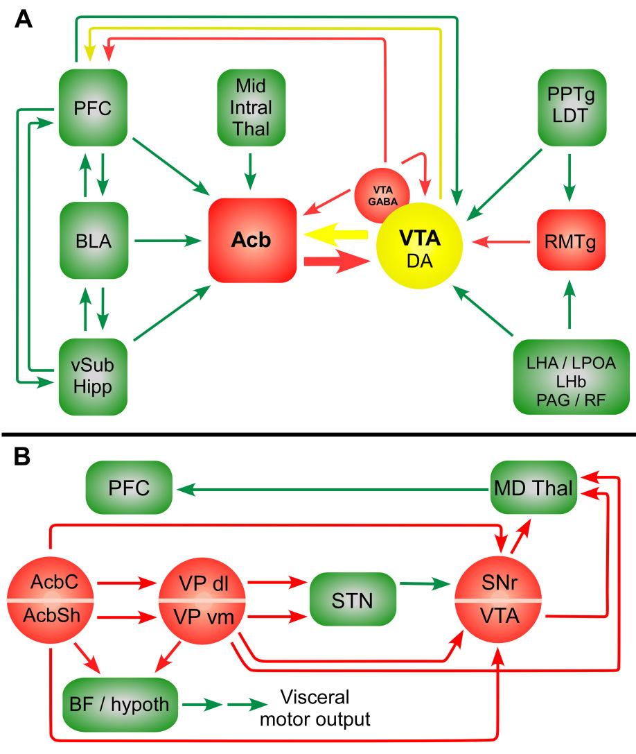 11 et al., 1987; BERENDSE et al., 1992a, b; BROG et al., 1993; HEIMER et al., 1995; WRIGHT et al., 1996; SESACK e GRACE, 2009; Ver Fig. 2A para as principais aferências do Acb).