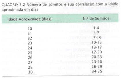 encefálica Mesoderma