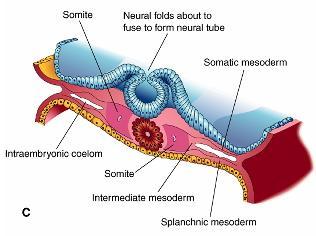 pequenos espaços no mesoderme