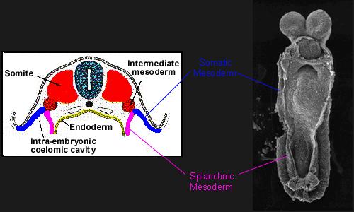 Mesoderme lateral somático + Ectoderme = Somatopleura - Mesoderme lateral esplâncnico + Endoderme = Esplancnopleura