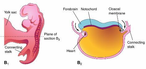 3. Formação do intestino primitivo -