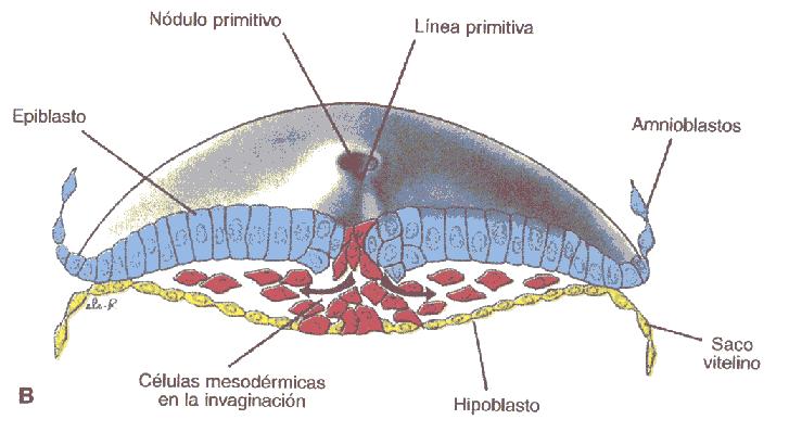 Ectoderme Mesoderme Endoderme