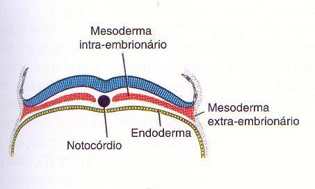 organogênese: 3ª a 8ª sem de