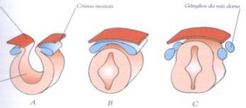 massa achatada irregular - Migram dorsolateralmente de