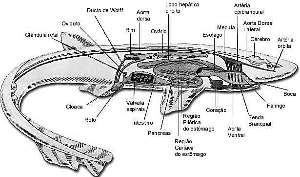 Habitat: Lampréia (água doce e água salgada). Feiticeira (água salgada). Esqueleto: cartilaginoso. Notocorda: presente durante toda a vida.