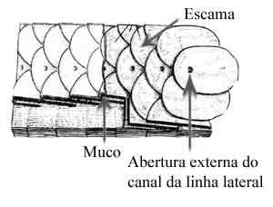 Apresentam sistema nervoso desenvolvido com a presença de 10 pares de