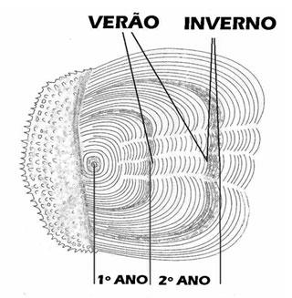 Apresentam sistema nervoso desenvolvido com a presença de 10 pares de nervos cranianos.