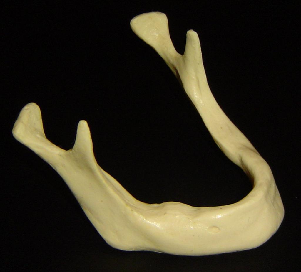 54 As réplicas de mandíbula utilizadas eram maciças, sem distinção de osso cortical e medular.