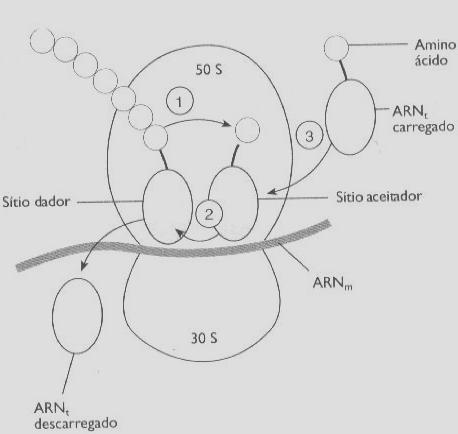 Mecanismo de Acção 50 S Ligação ao RNAr 23S 30 S
