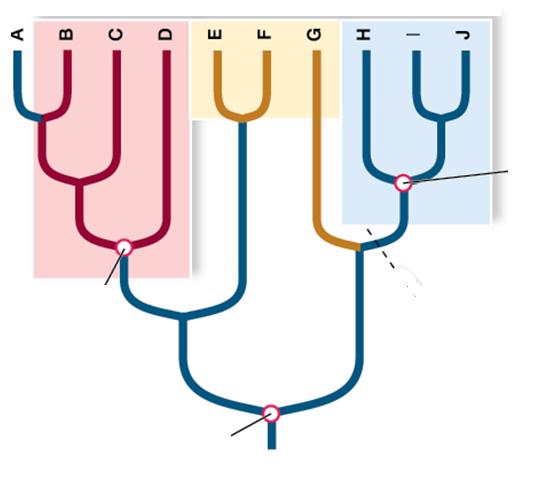 Filogenia Descrição da história evolutiva, ou seja, das relações de parentesco entre espécies, retratada por árvores filogenéticas ou cladogramas.