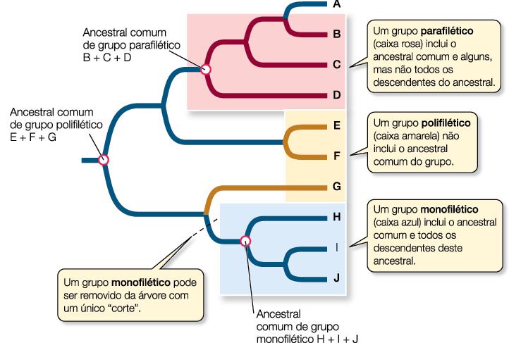Tipos de grupos: monofiléticos, polifiléticos e parafiléticos.