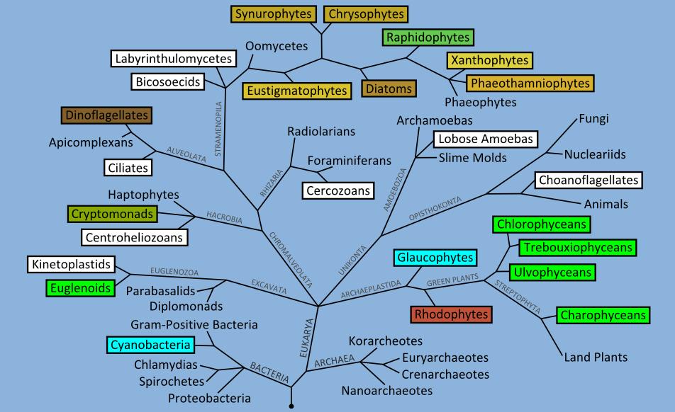 Fonte: http://www.keweenawalgae.mtu.