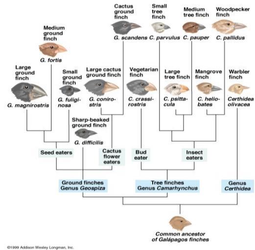 Tentilhões de Darwin Arquipélago de