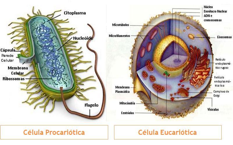 B) Organização da matéria viva - Substâncias orgânicas células; - Célula: compartimento membranoso microscópico onde ocorre o metabolismo; - Tipos: - Célula procariótica (bactérias e arqueas) -