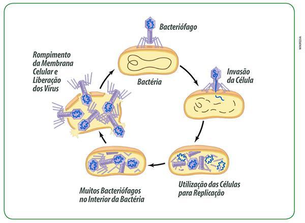 COMO SOBREVIVE E SE MULTIPLICA O VÍRUS?