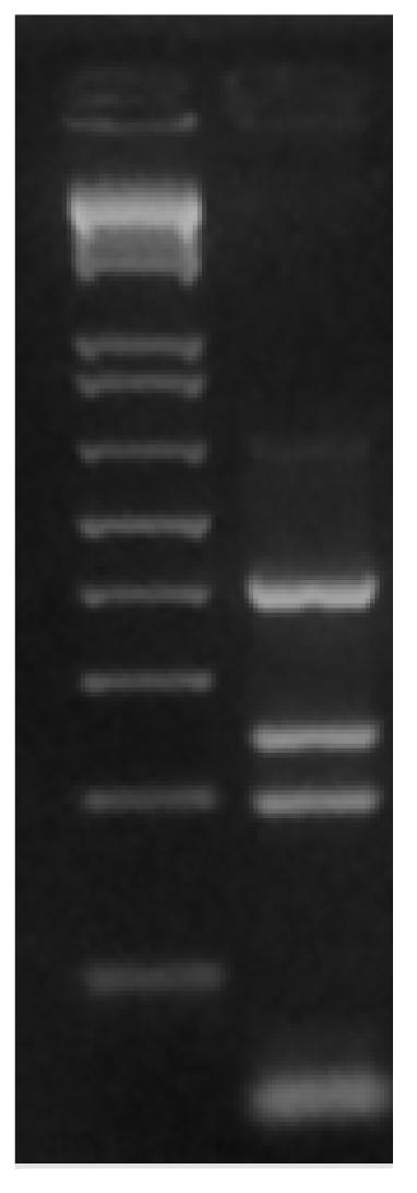 M -marcador 1Kb Plus DNA Ladder, 1.A) Amostra de mandioca de Presidente Prudente 1.B) Padrão de restrição enzimática com Taq1 para B. tabaci; 1.